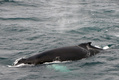 Ryhävalas Megaptera novaeanglia
Humpback whale