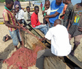Fishermen cleaning the net
