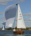 Scylla Myrskylintu